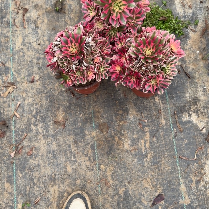 芳***香一单包邮不包侧枝39