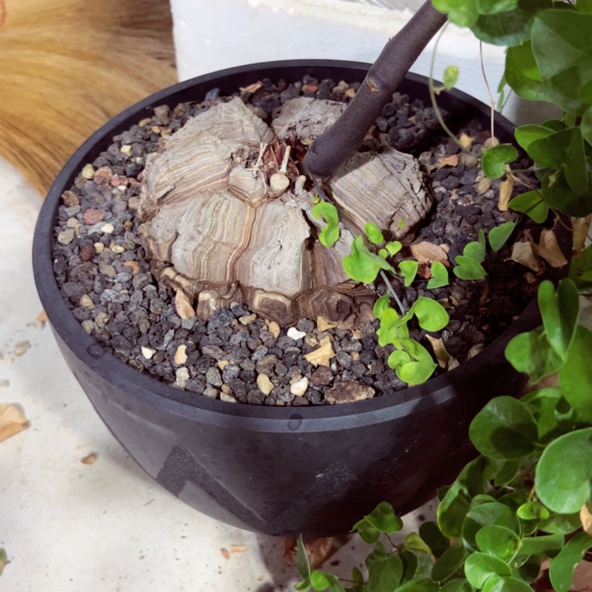 【闪购商品】阿*11111111