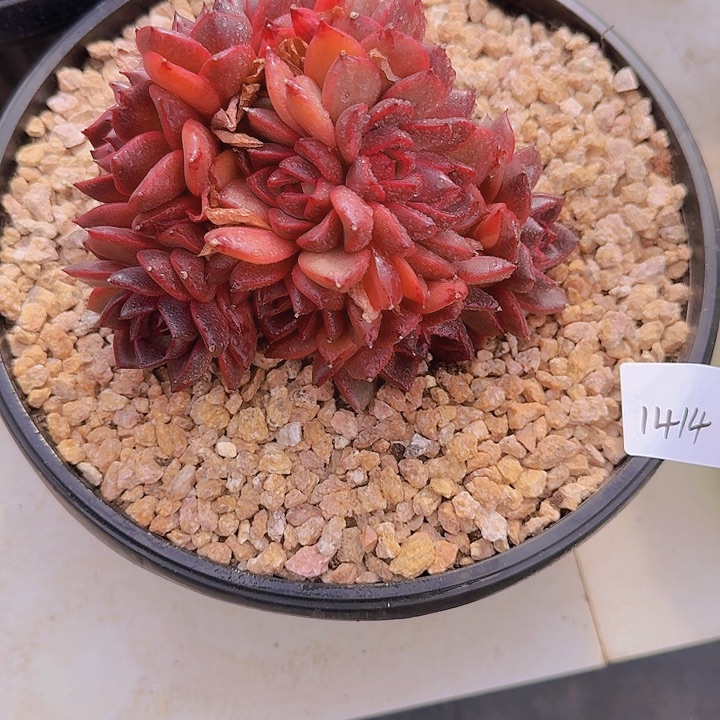 1414紫薇玫瑰多肉植物