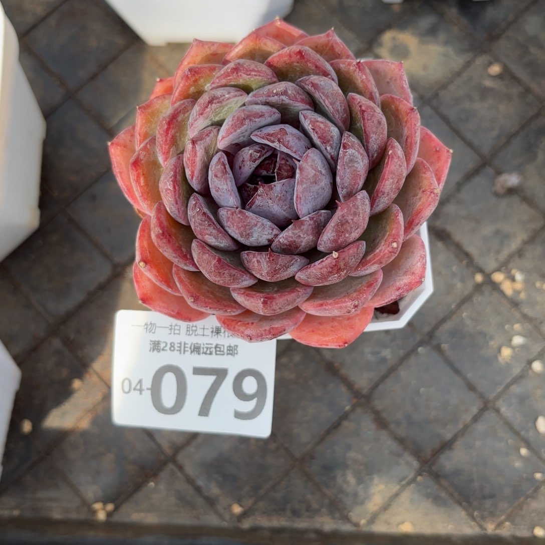 蓝莓多肉多肉多肉