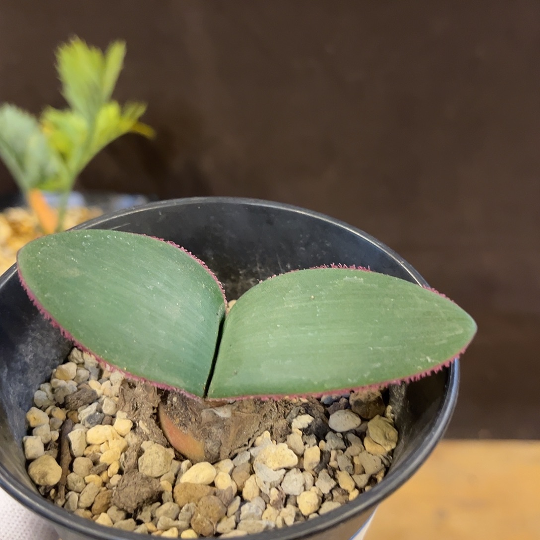 汤圆植物蕾丝百合