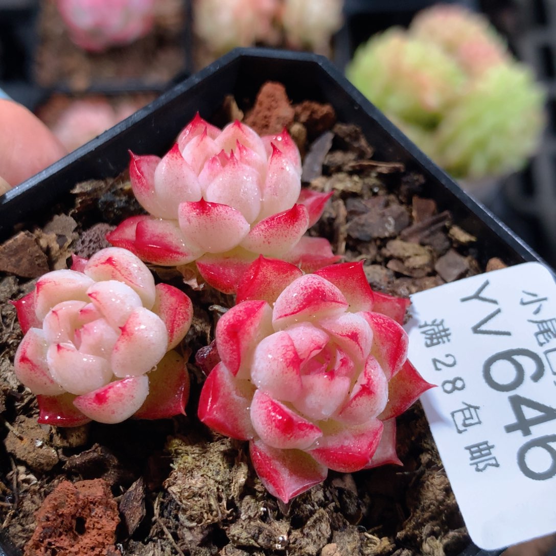 5CM拇指盆精控多肉YV646