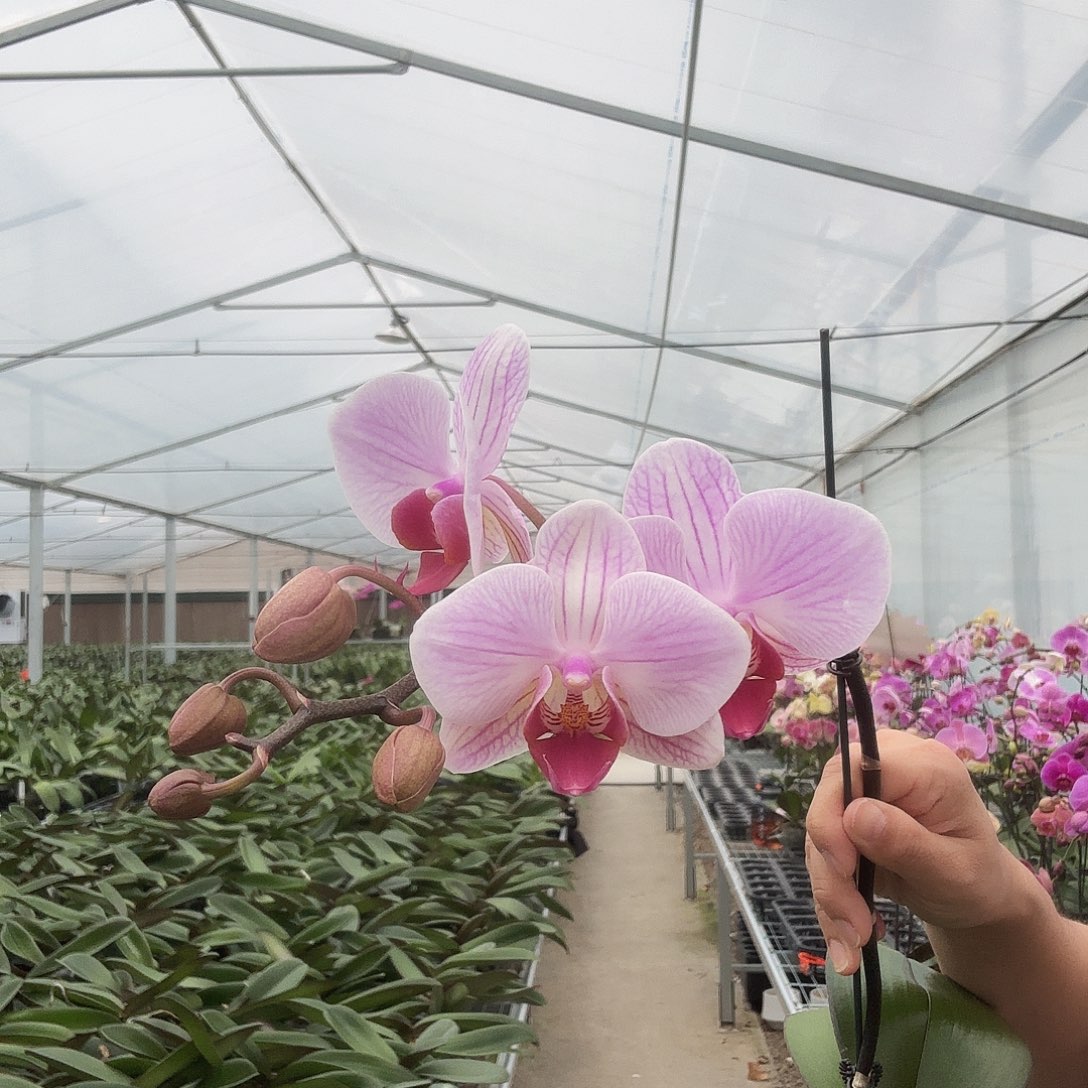 大部分开放少量花苞 B026带花补售后