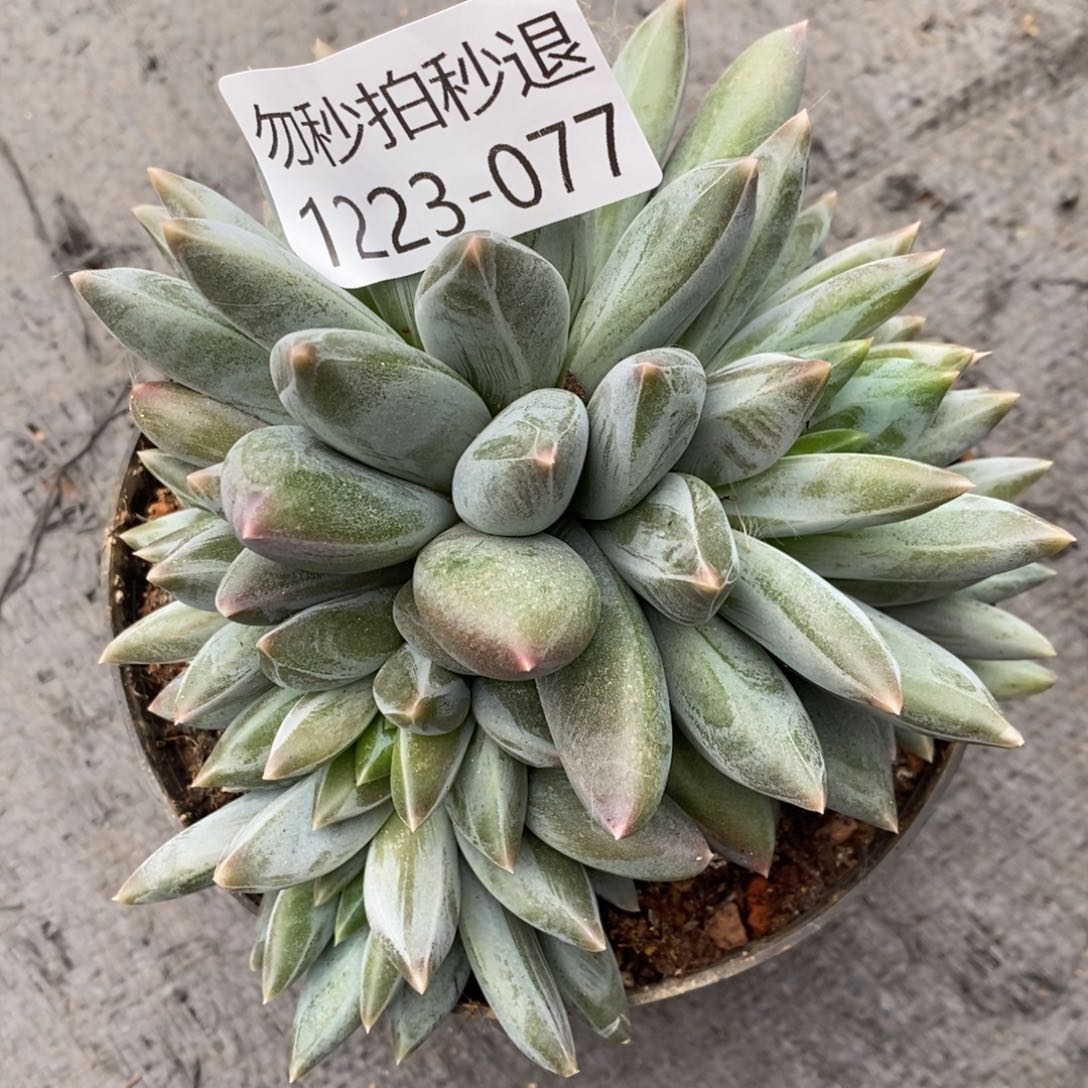 两单包邮1223-077重楼