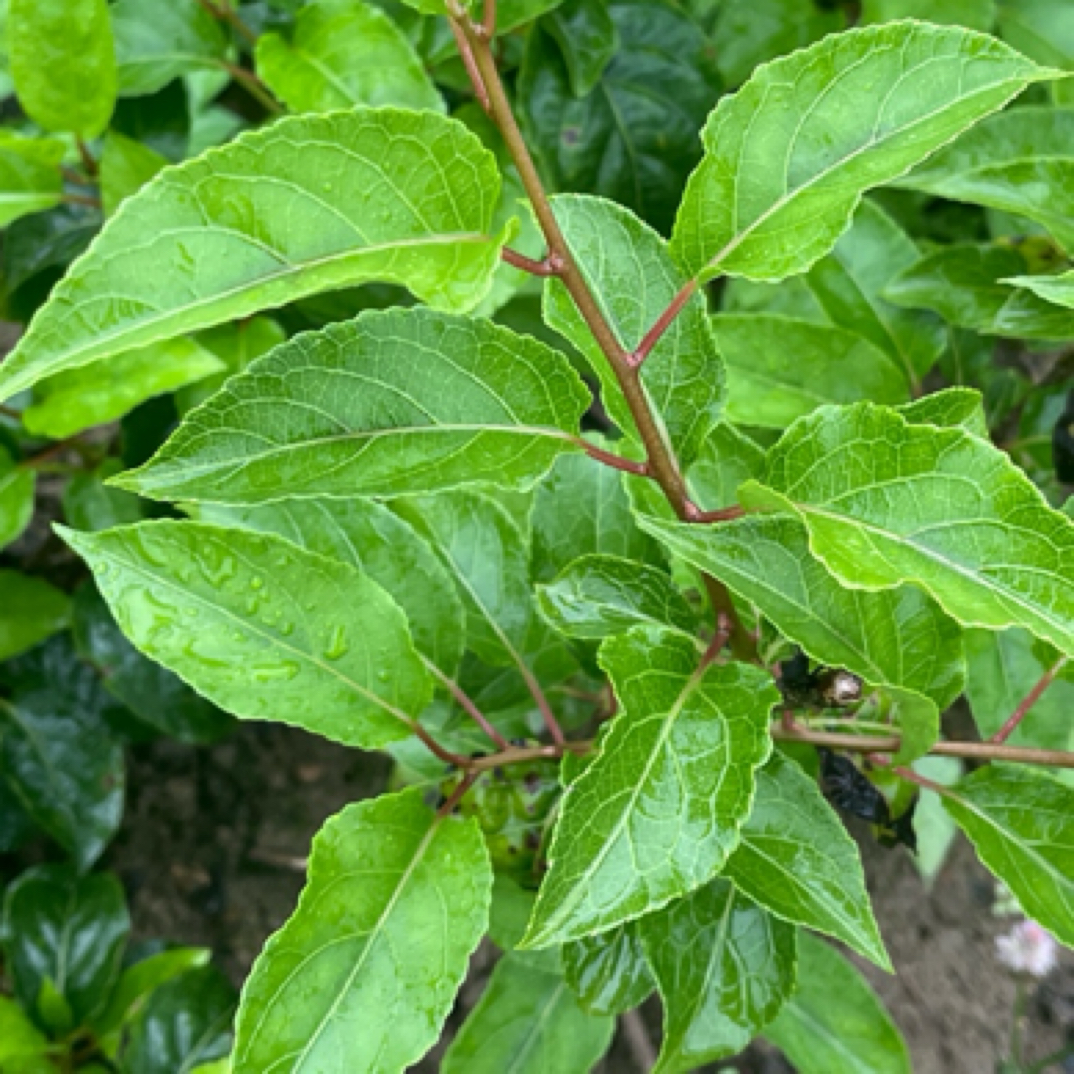 未嫁接猕猴桃水杨桃砧木苗（10株/单）