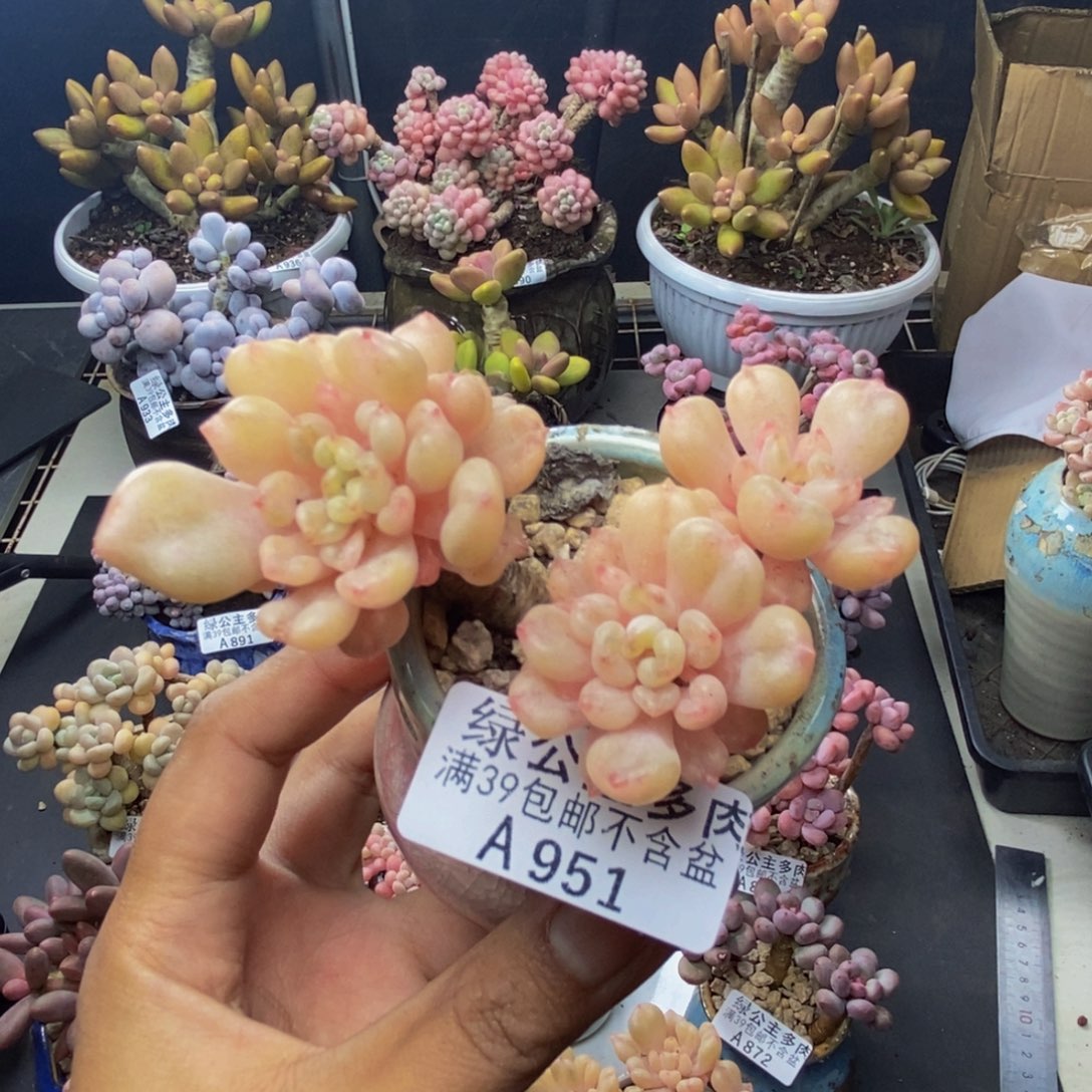 951比尔盖茨多肉5c m