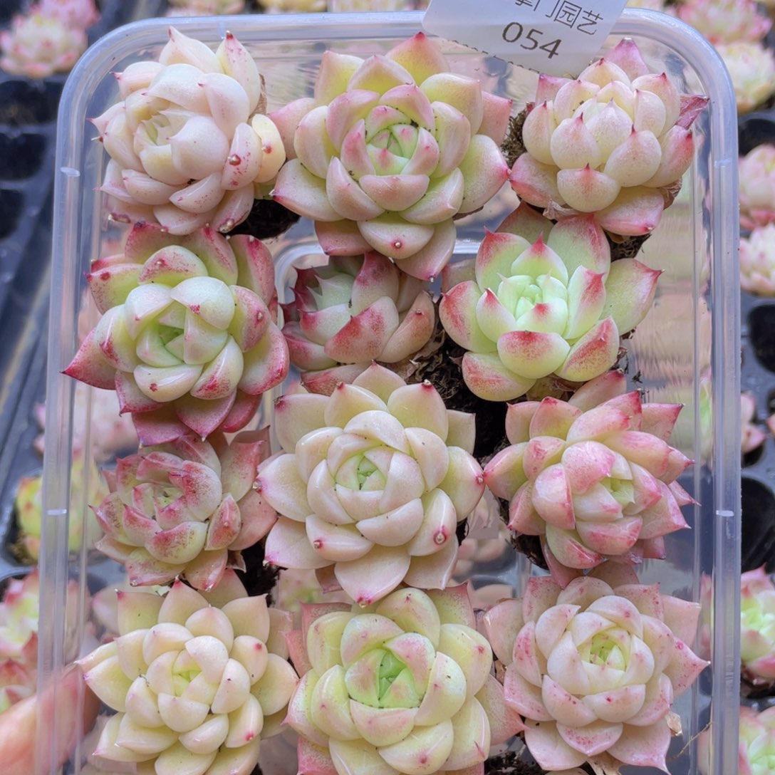 开心快乐幸福054