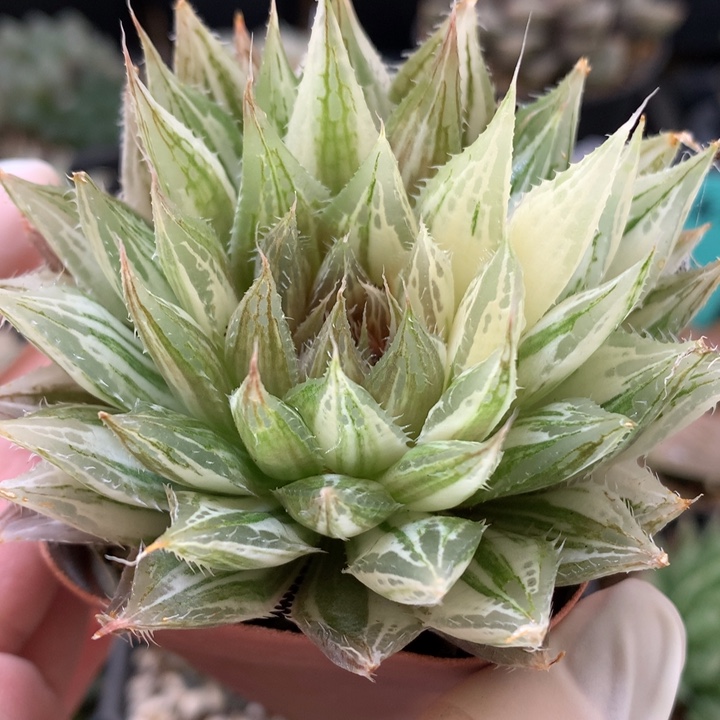 曲水锦带盆土带盆土发货