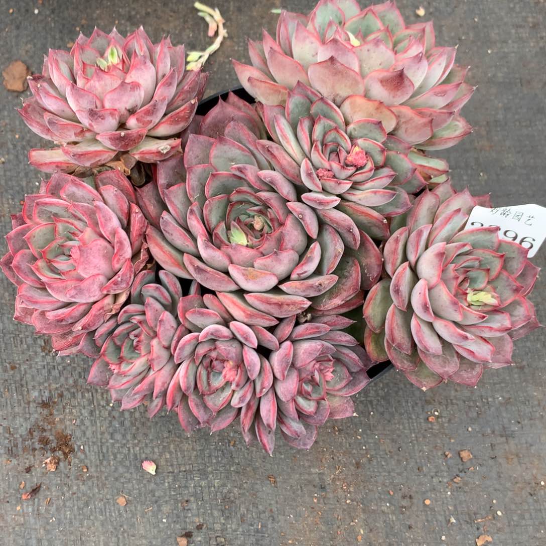 2896杂交多肉老桩