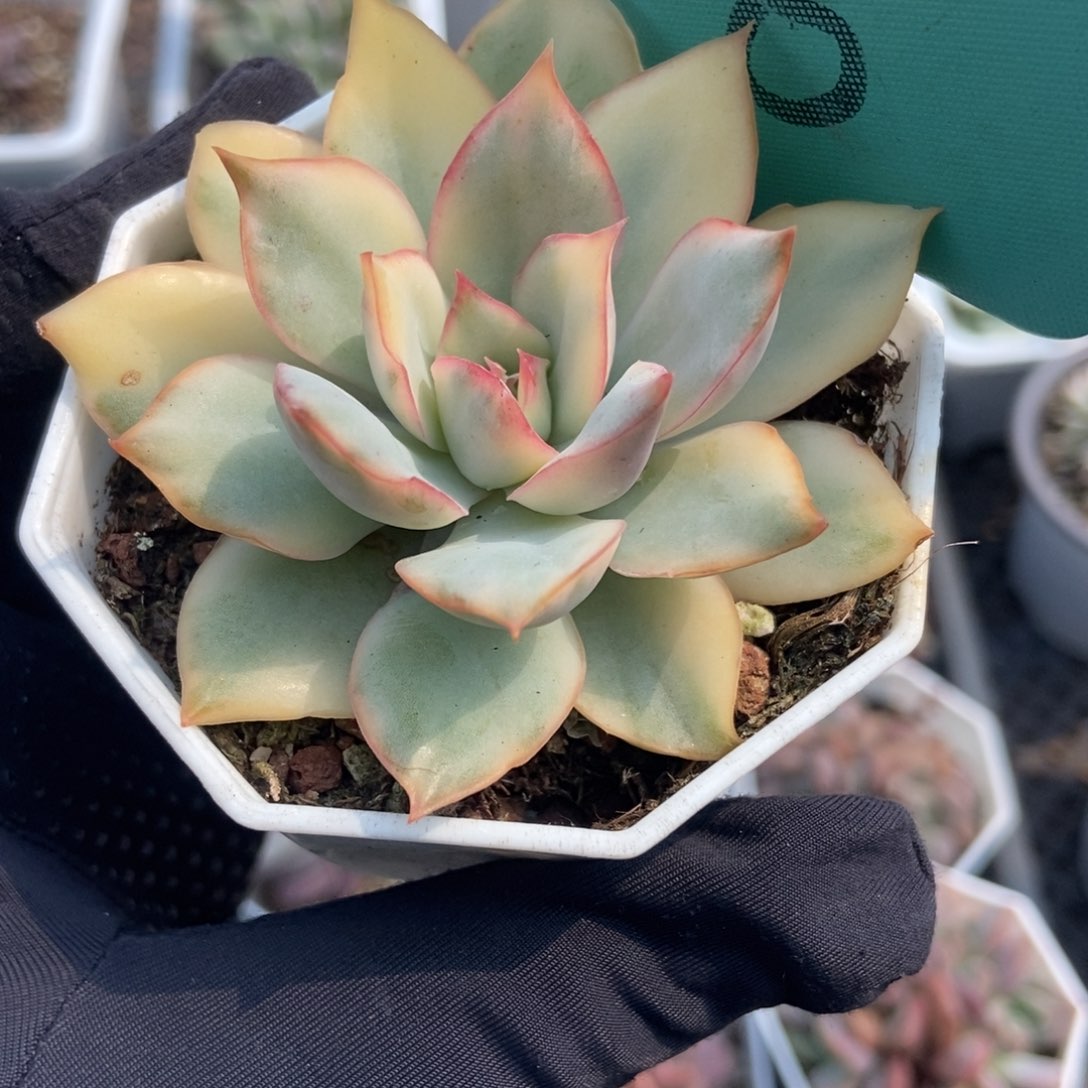 506月光女神锦多肉植物保护