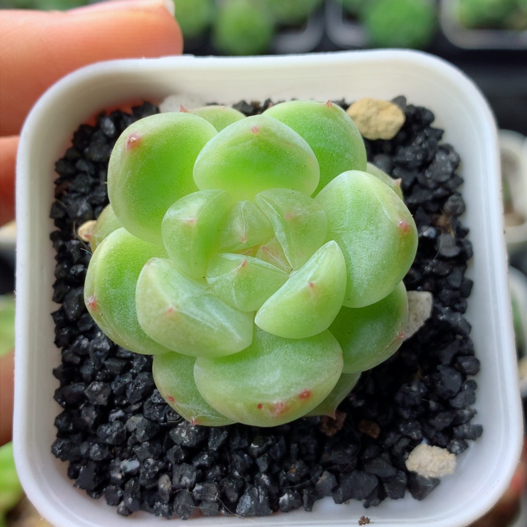 58包邮  群生不包整 324