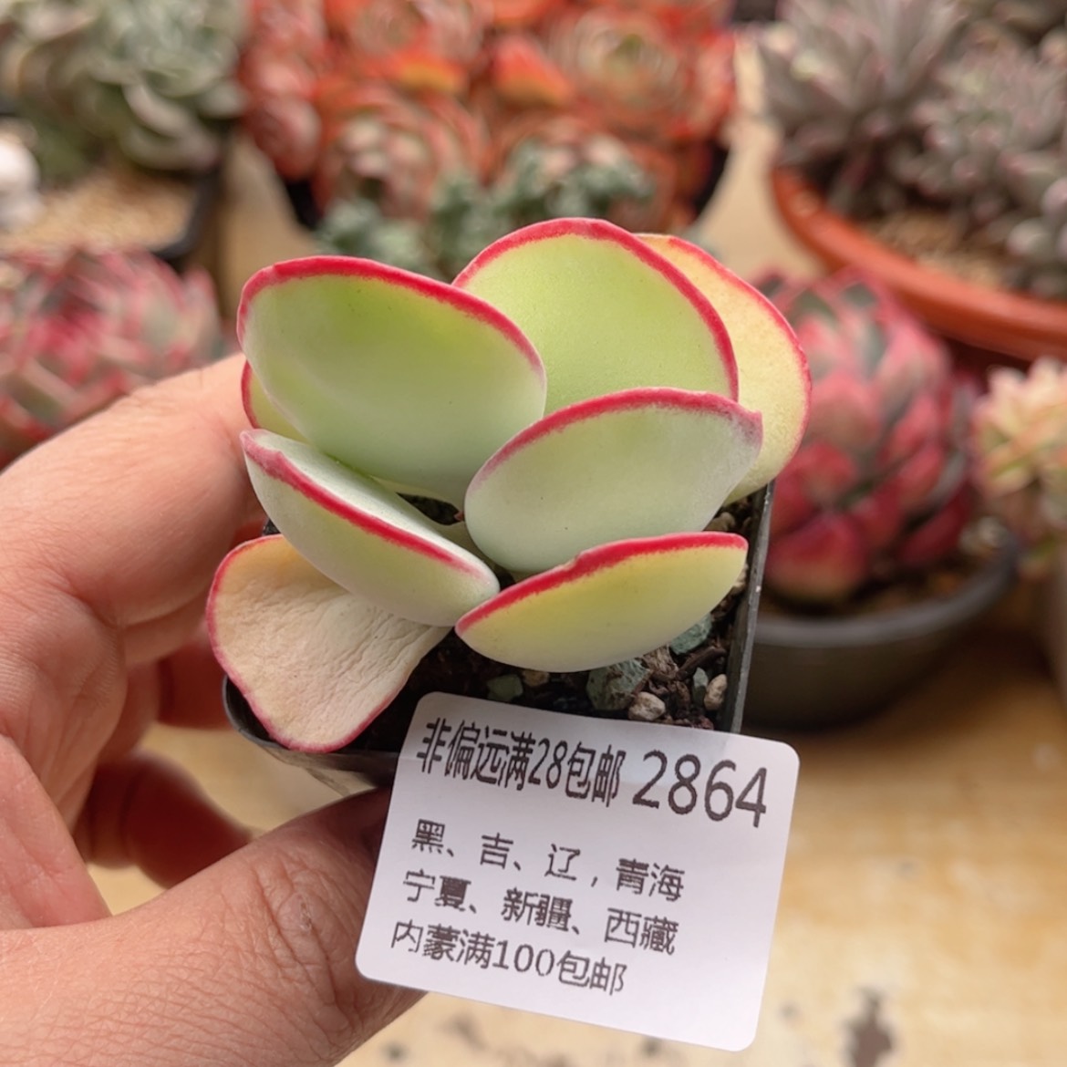 【闪购商品】2864白眉