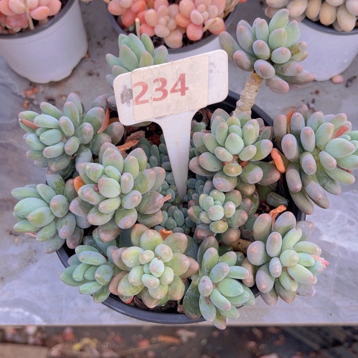 健健康康平平安安