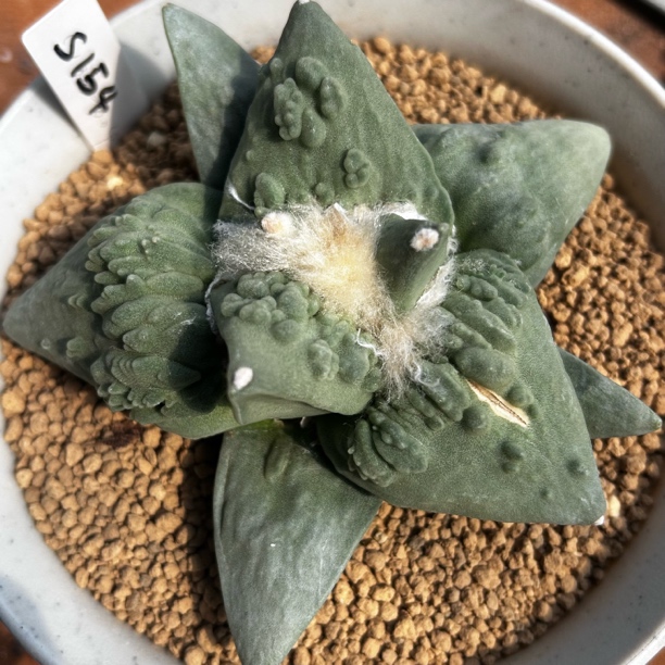 园艺仙人球/牡丹/实生怒涛/s154