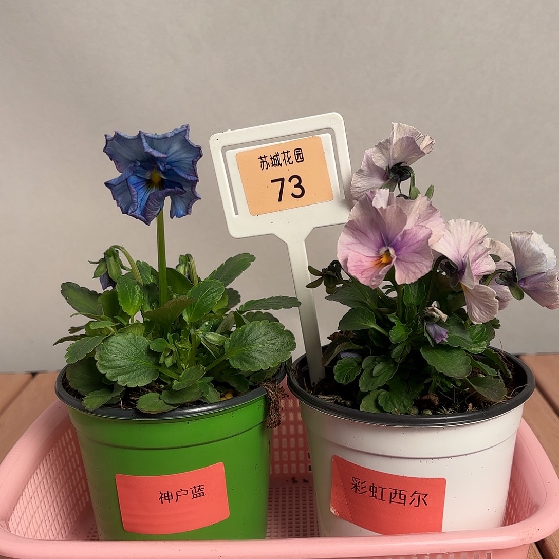 大部分开放少量花苞73