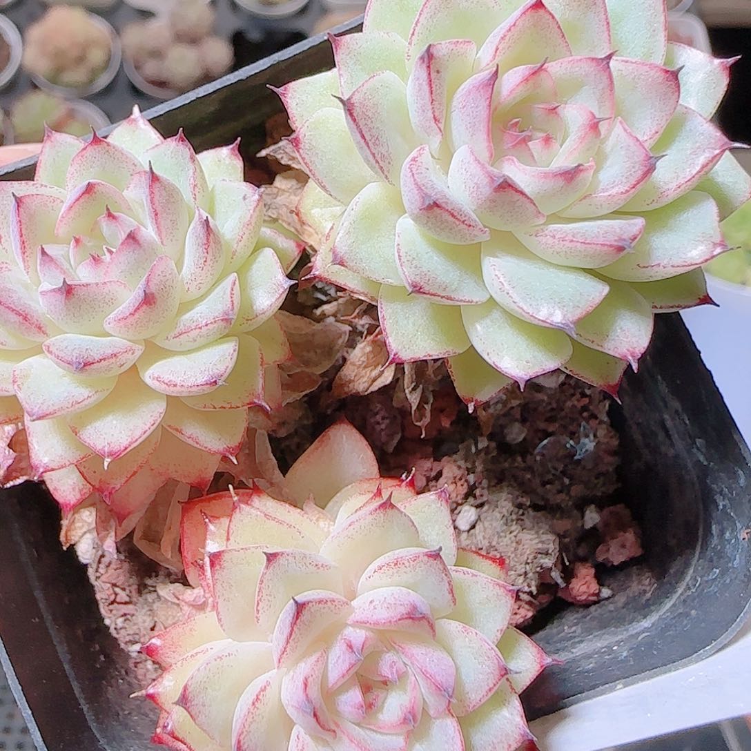 花语逸镜1124-87散