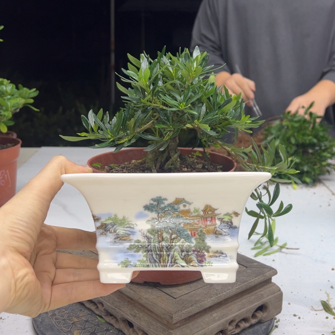 完全开放米叶栀子花换盆寄养