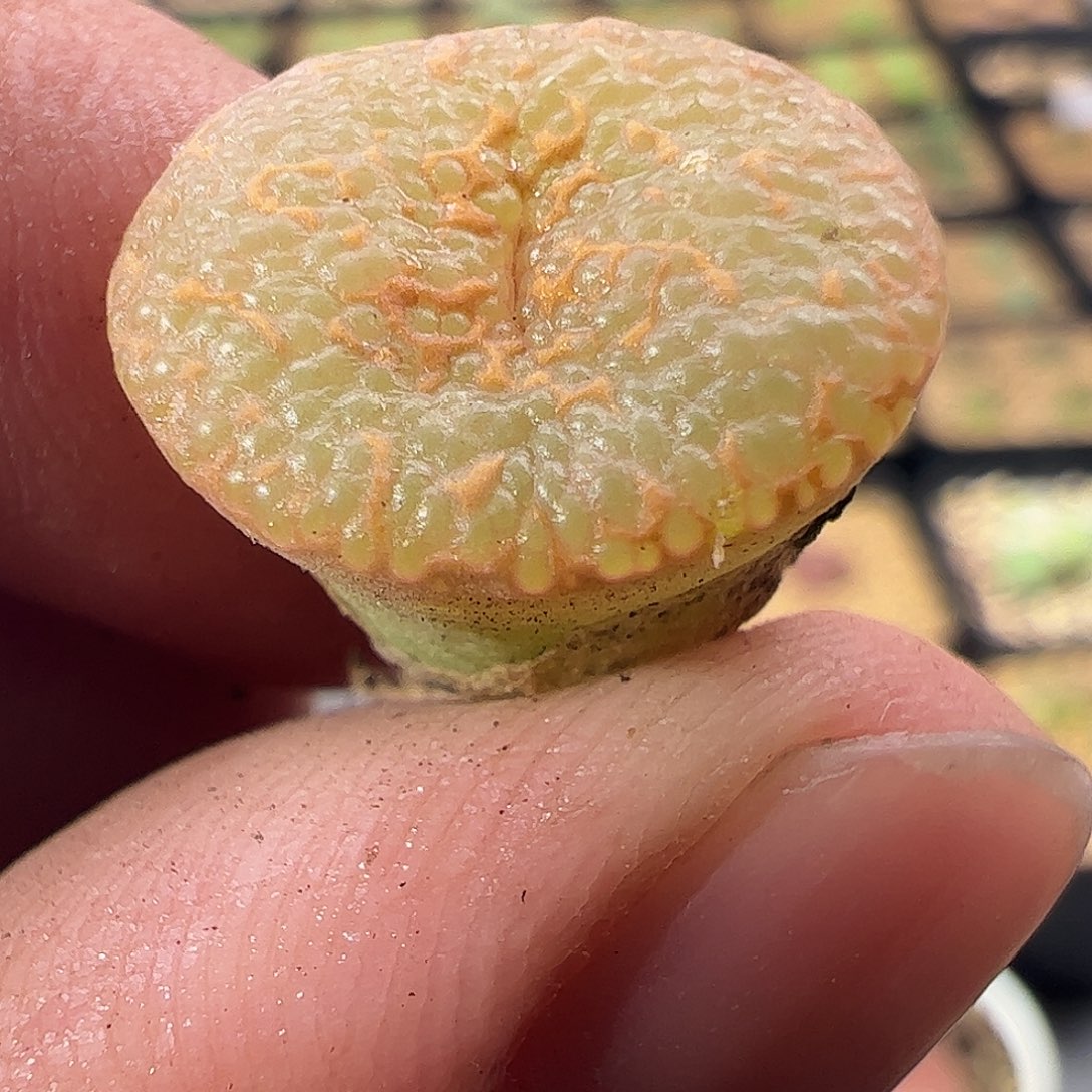 0000865一物一拍全品相鱼子酱