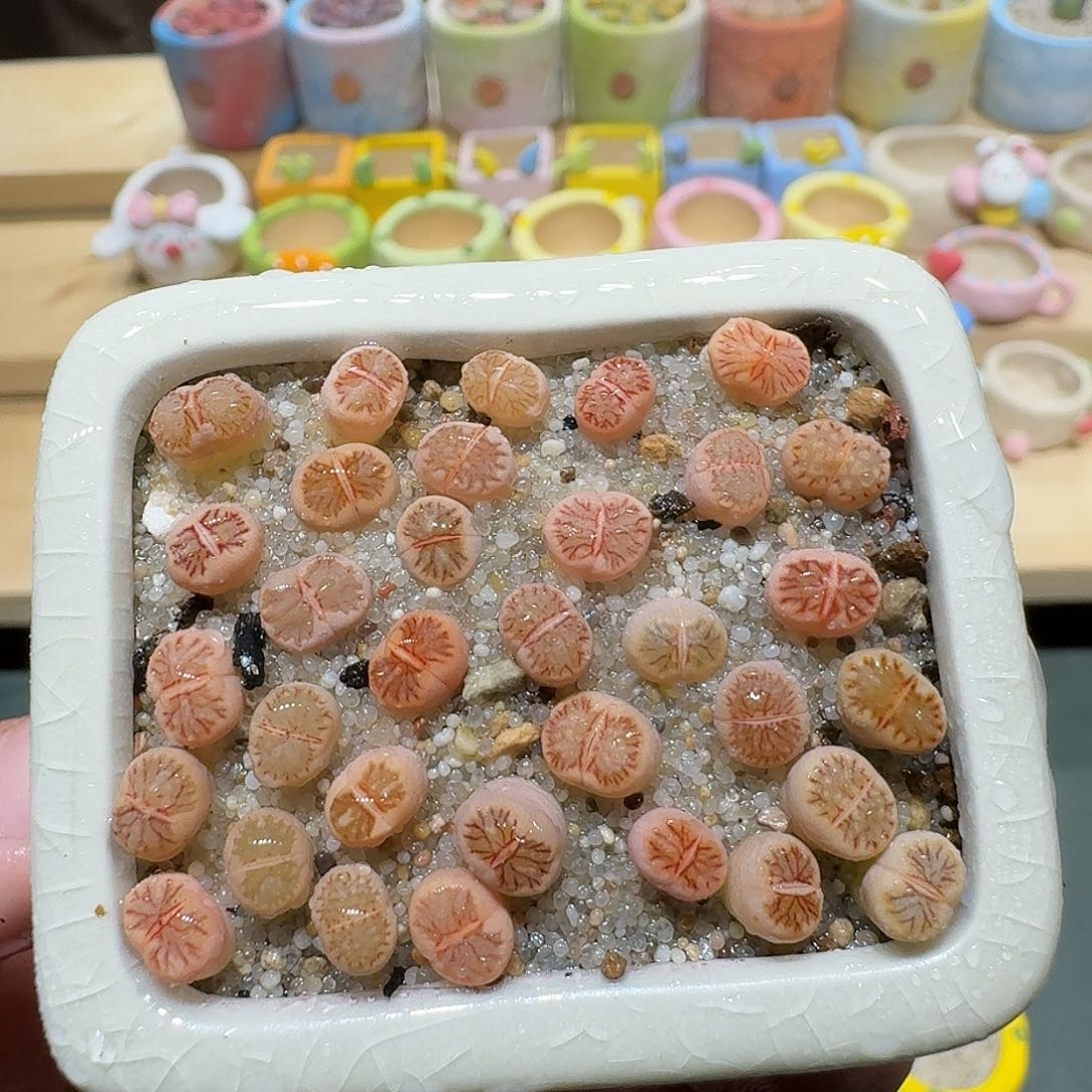 红陶蘑菇496菊纹章