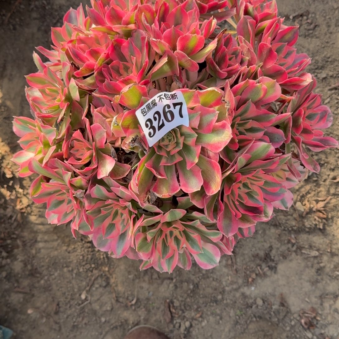 金***呀法师女郎➕保温18-10 3267