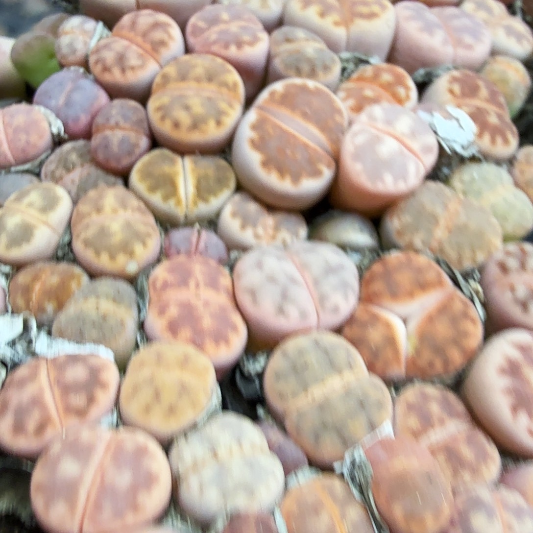 你要吃就不要管我们哈140