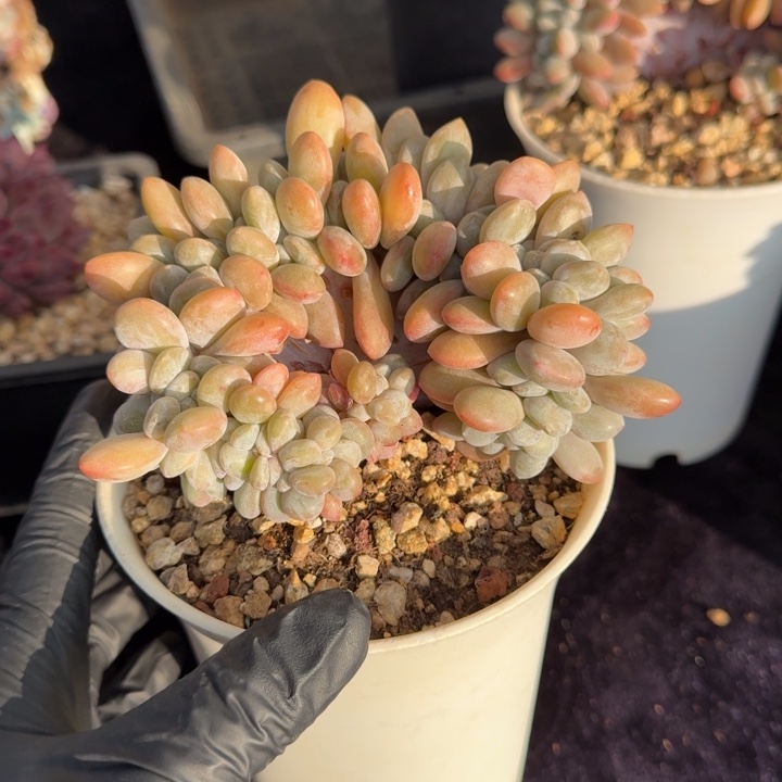 11厘米左右一物一拍的多肉植物