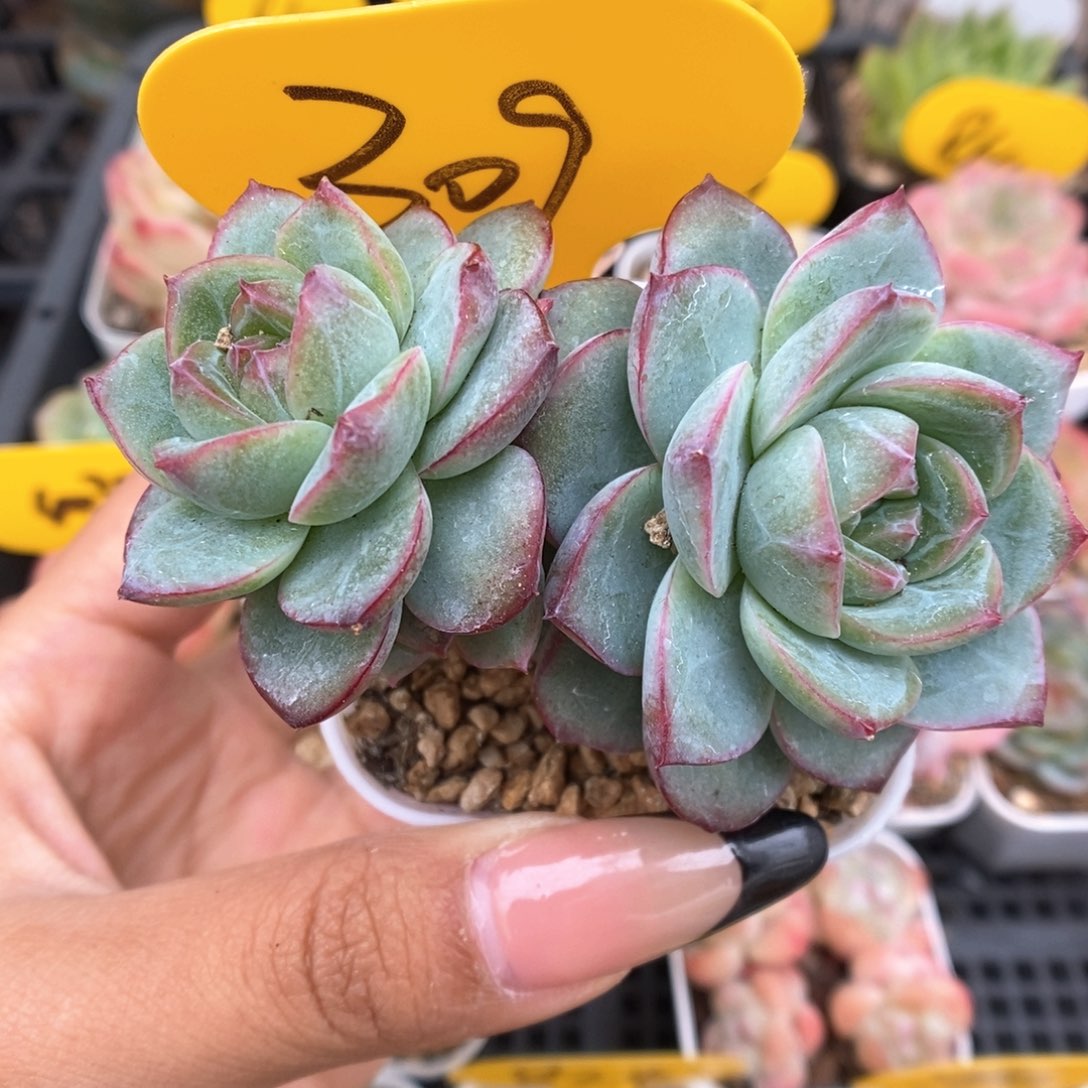 老桩珍妮群生309号。  