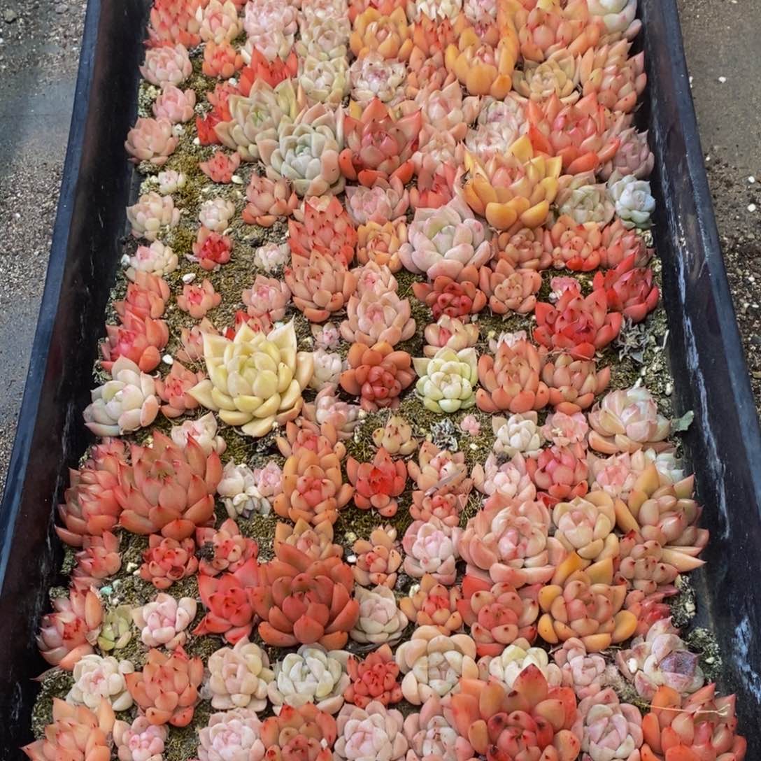 663多肉植物纤维面膜的