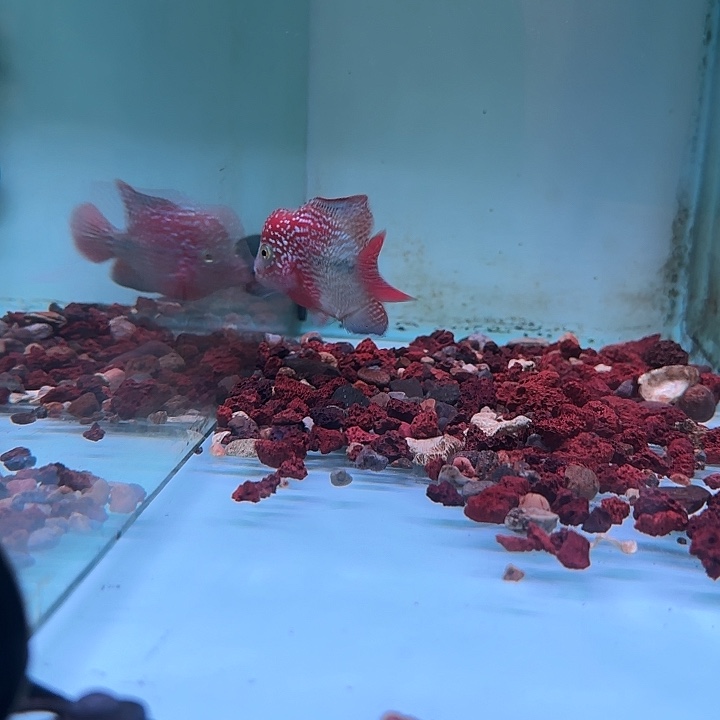 罗汉鱼古幻罗汉鱼观赏鱼