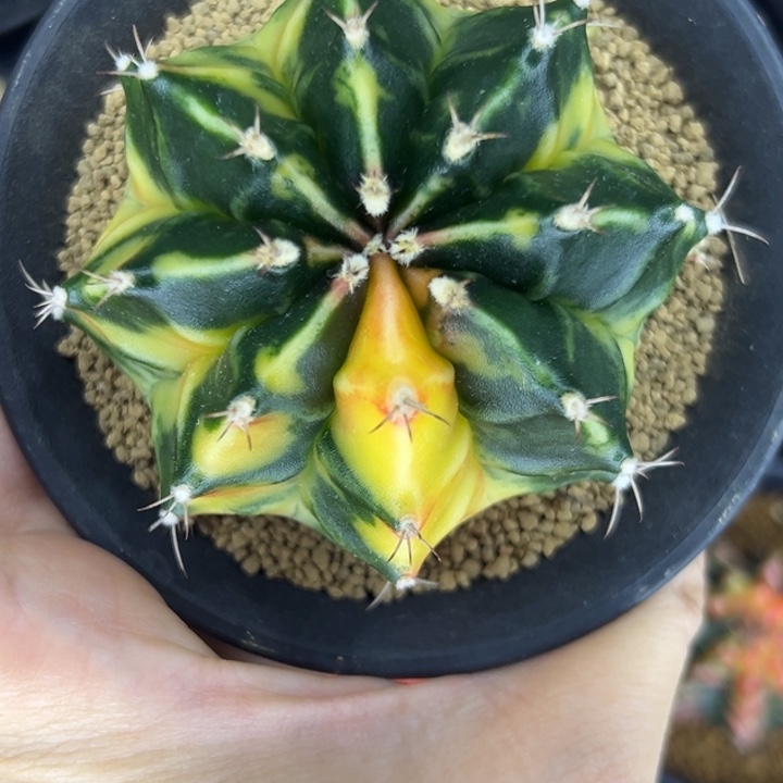 泰国米哈仙人球侧芽
