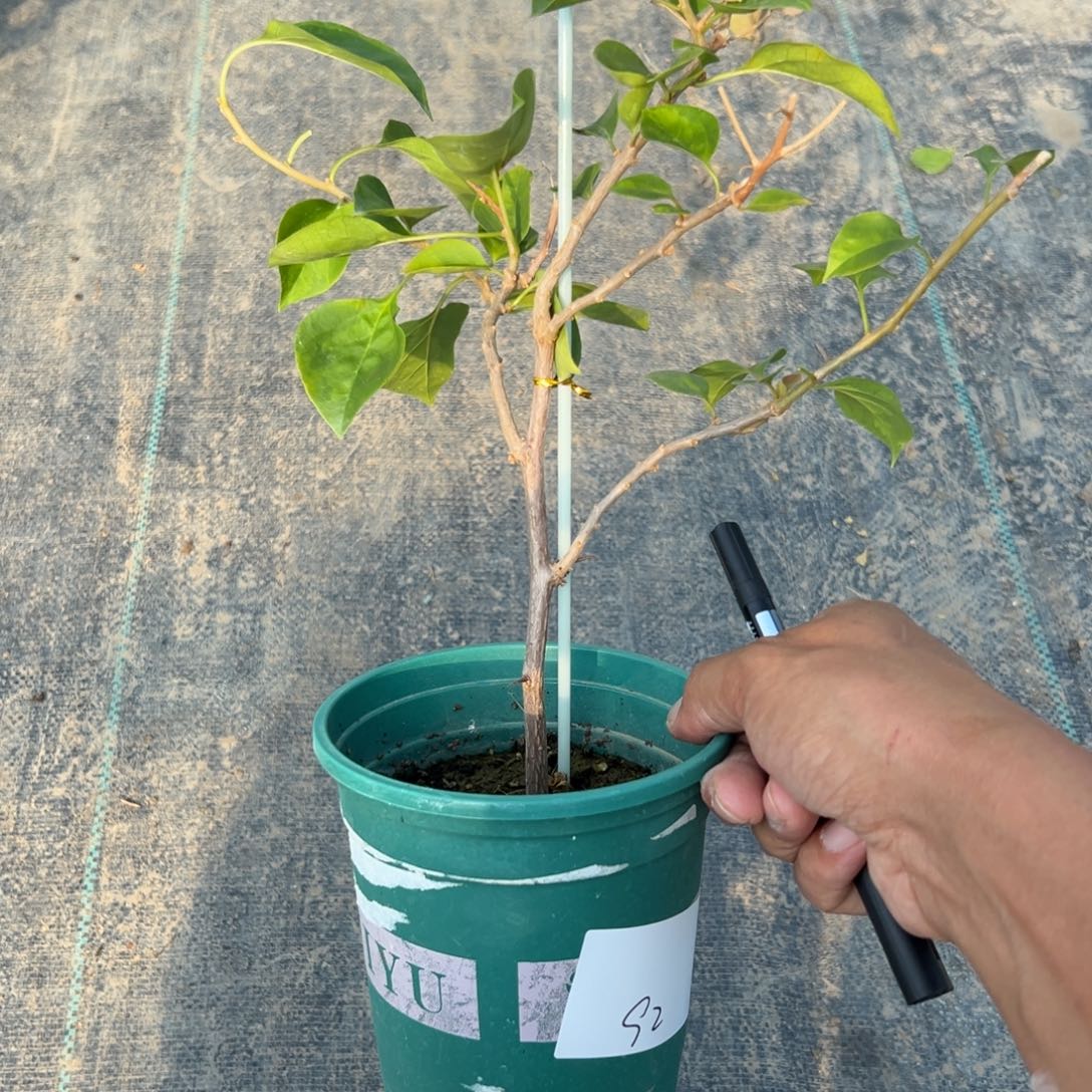 无花朵【92号日落】福利款不售后介意勿拍