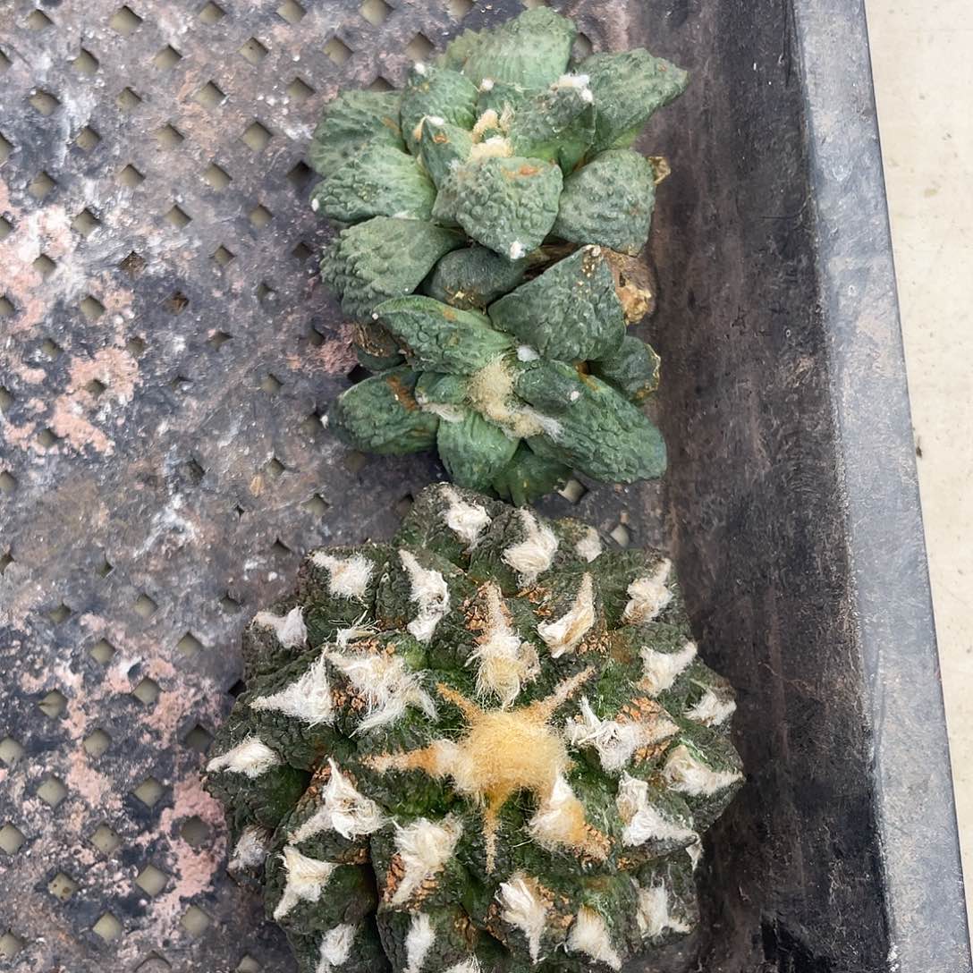 特价岩牡丹一物一拍