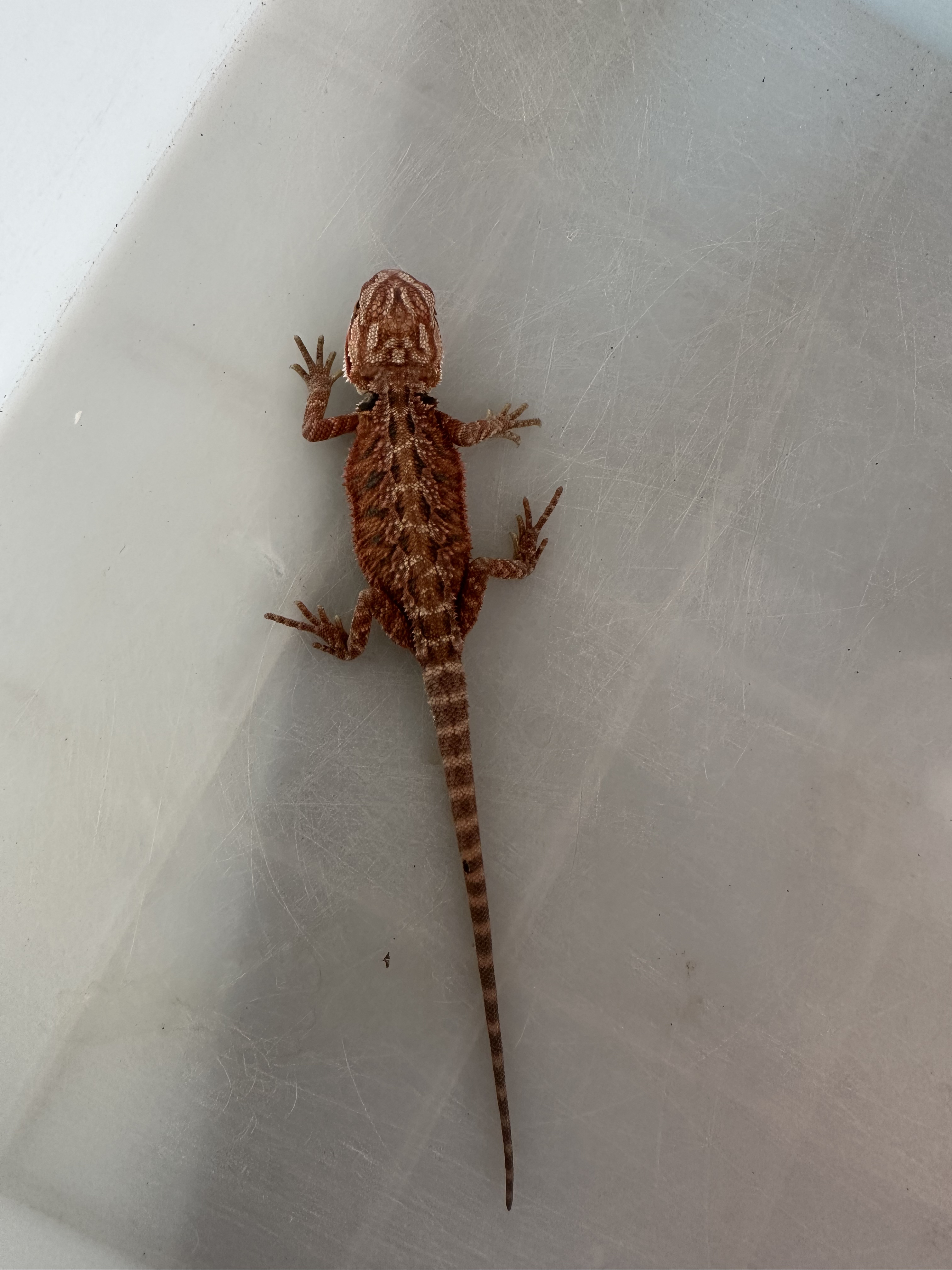 自繁红系爱马仕橙血红紫红黑红短身爆刺鬃狮活体幼崽