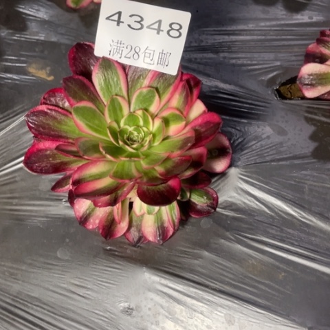 荔枝多肉多肉4348