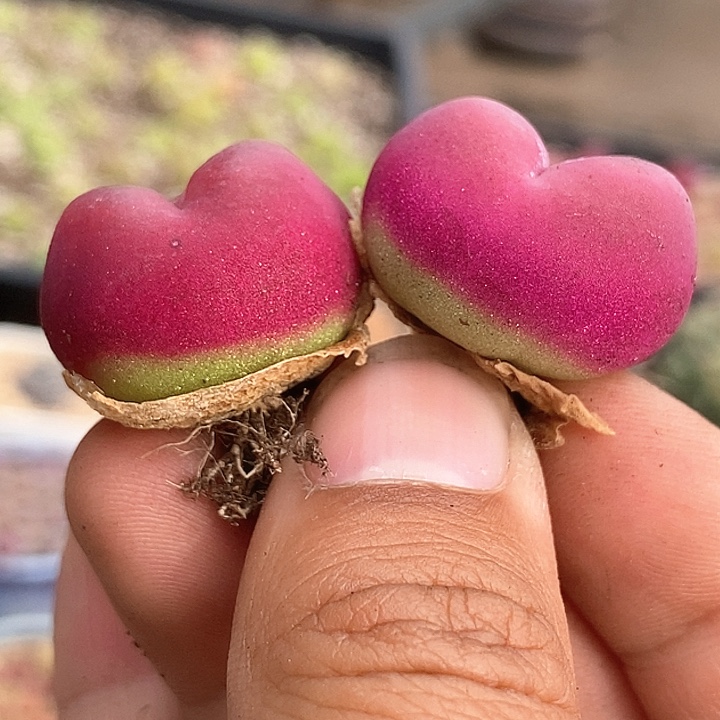 7557一组两颗爱心