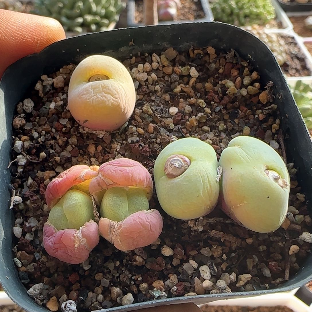 28包邮脱土发货26776