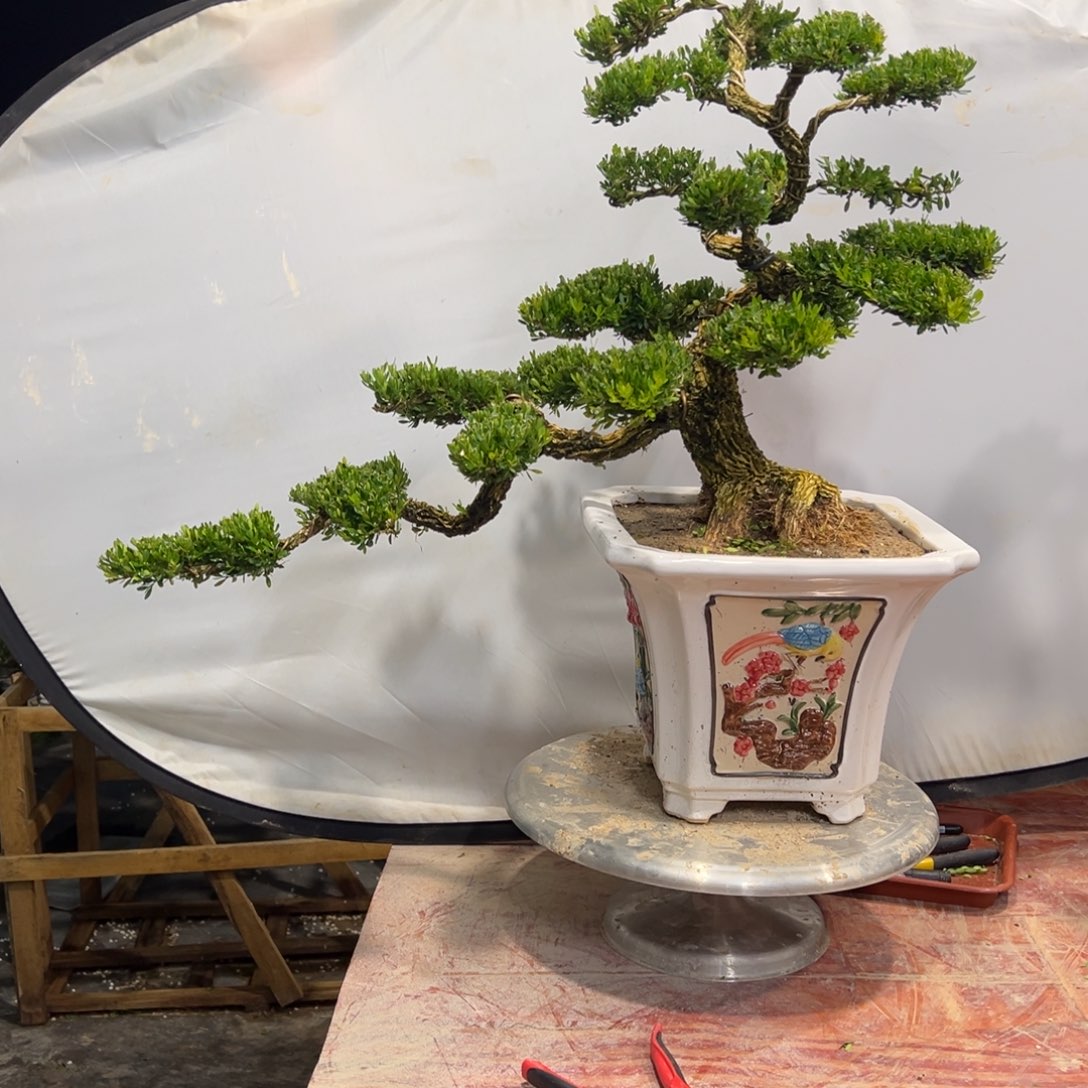 无花朵广东皱皮雀舌黄杨