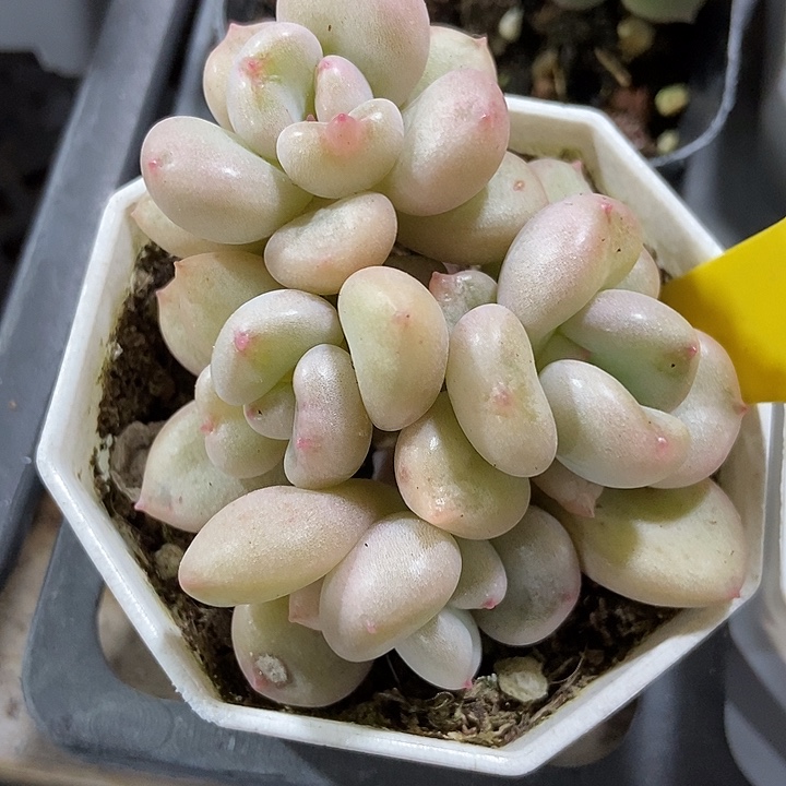 多肉植物比尔盖茨796