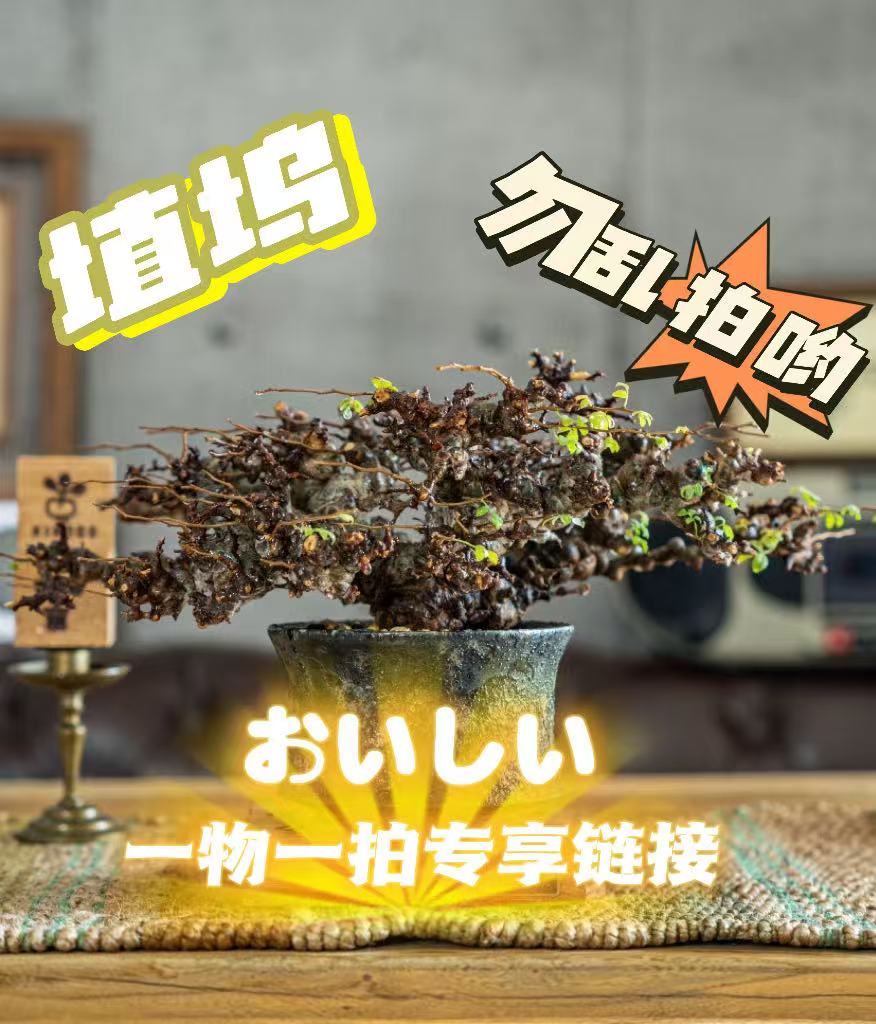    【植坞 】快根橄榄仙人球一物一拍