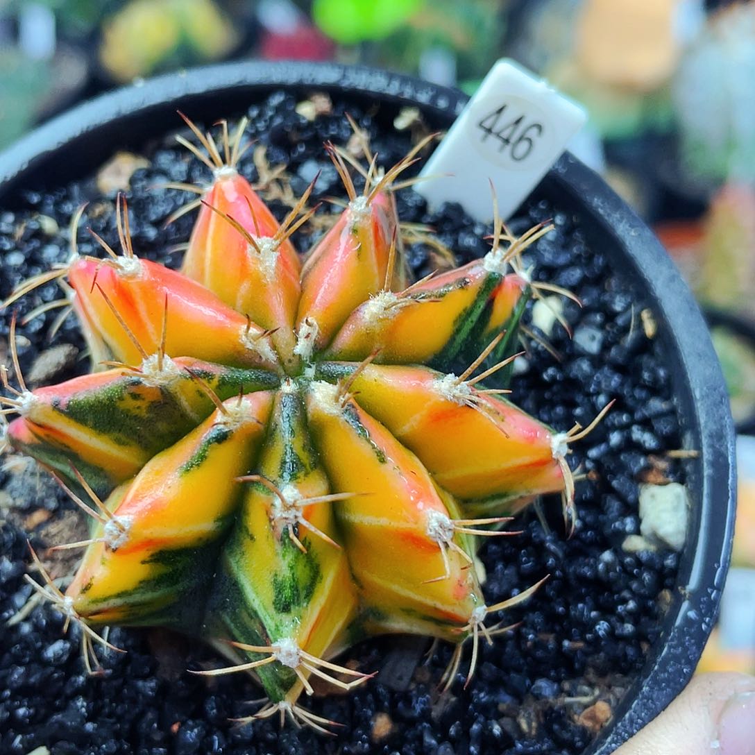 非偏远地区满25包邮仙人球