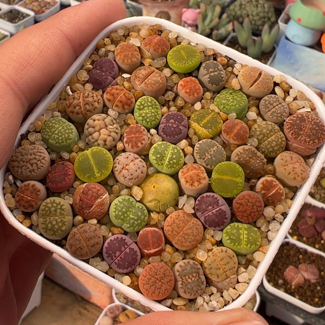 115多肉植物组合