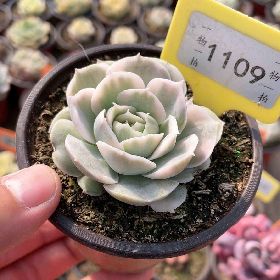 【闪购商品】1109昂斯诺锦