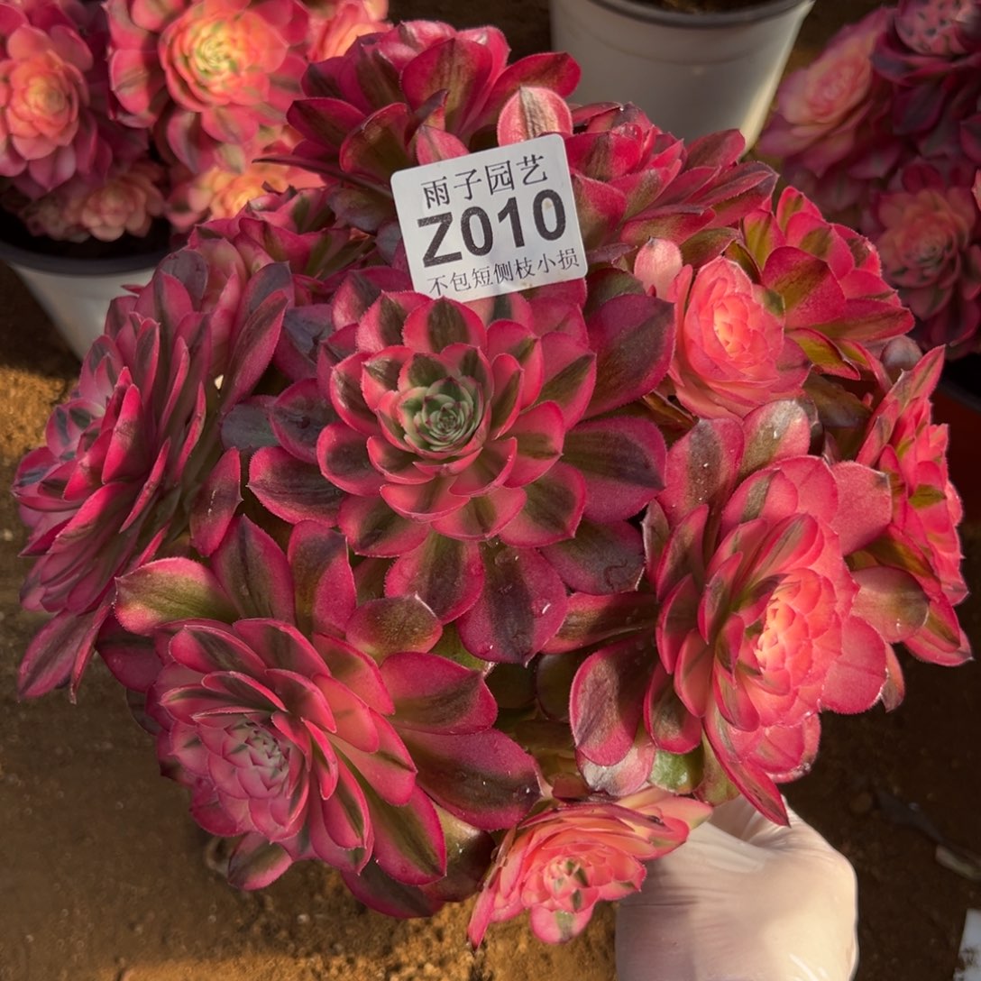 010荔枝尺寸23左右特价修枝