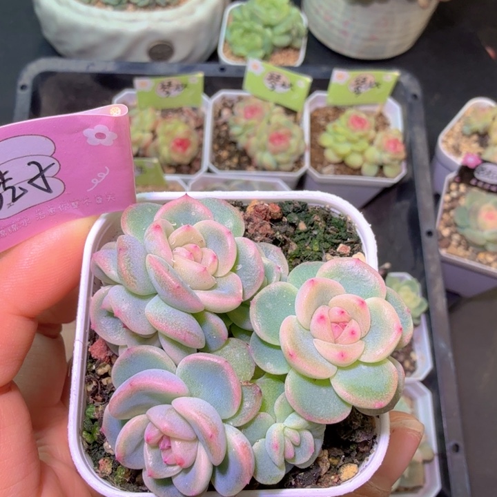 六头秃子开播福利