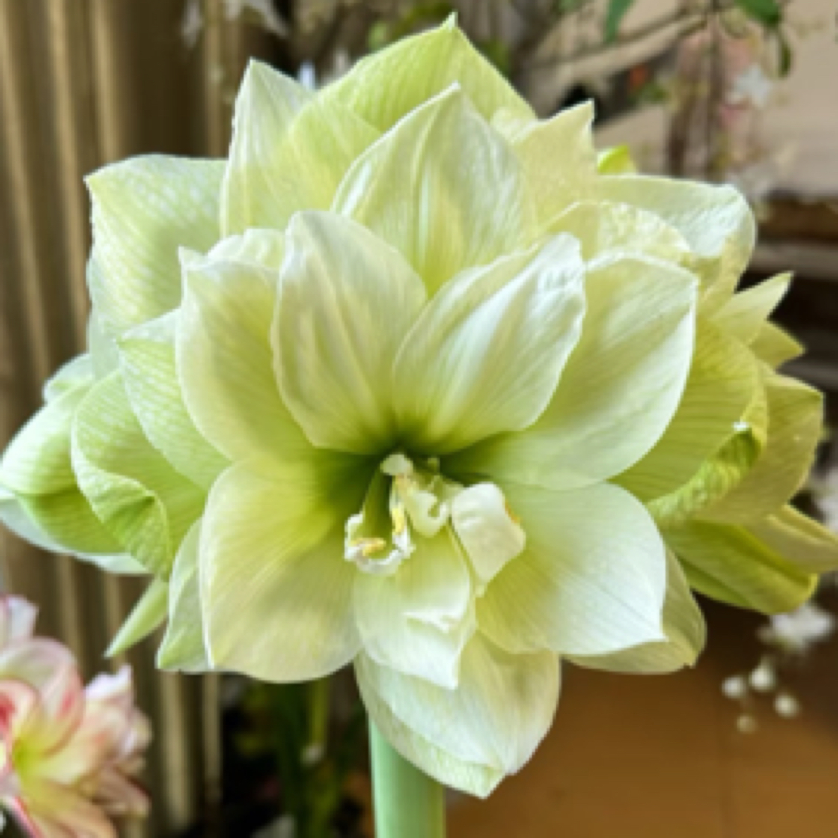 【玛丽琳】朱顶红包对版绿色重瓣大花自然种球