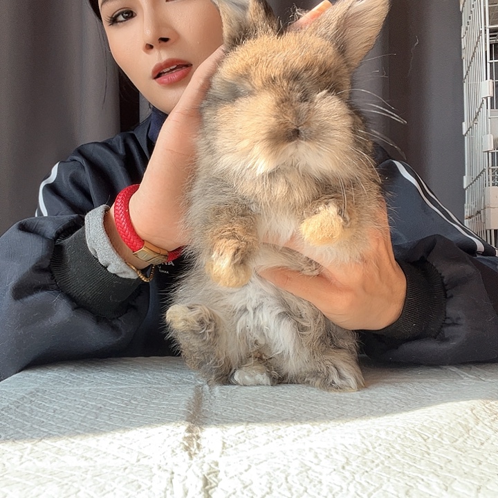 网红英系安哥拉兔板栗色弟弟7