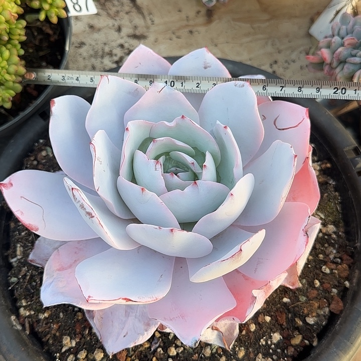 白莲049 多肉植物一物一拍