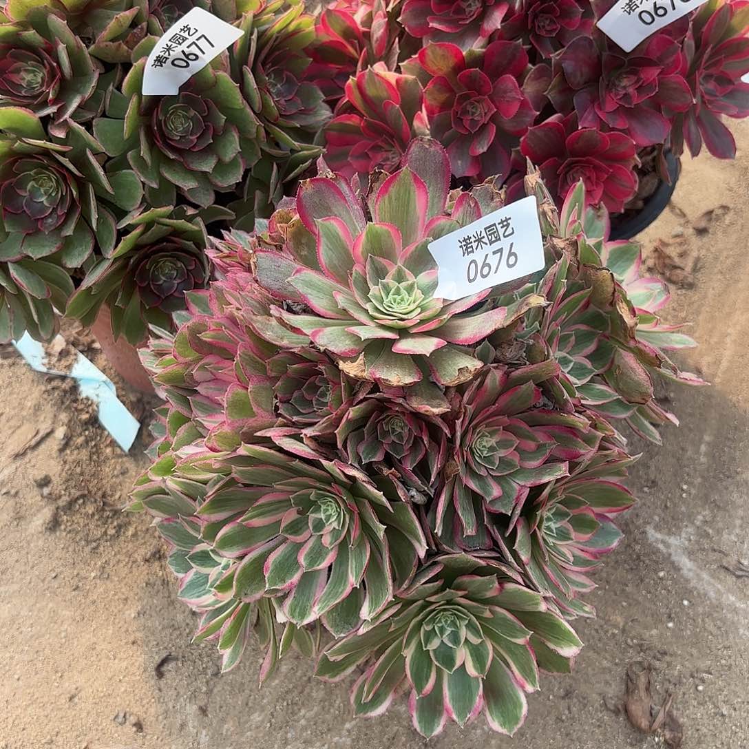 余****七彩石粉花妖海王多肉植物676-78-77