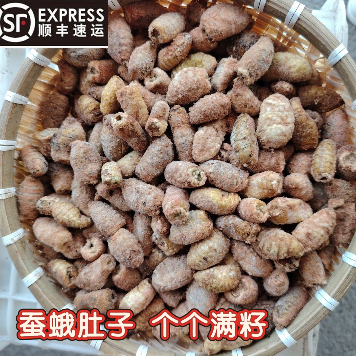 东北特产满籽母蛾去头留肚子蚕蛾肚子顺丰