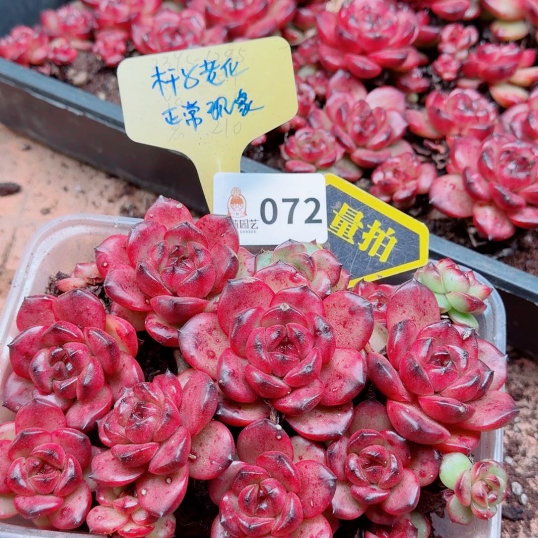 多肉植物多肉植物